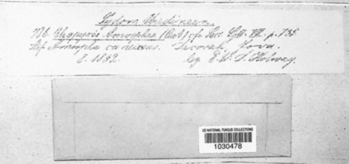 Uropyxidaceae image